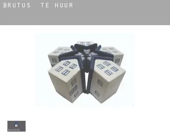 Brutus  te huur